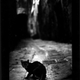 Illustration for article titled The Evil Magic Of Cats, Caught On Film